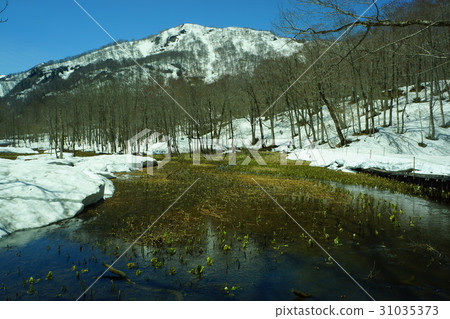 Skunk cabbage from Okususobana Nature Park 31035373