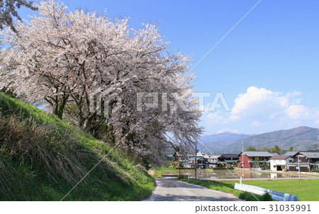 櫻花盛開在農村的斜坡和田野的狀態 31035991