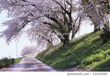 Cherry blossom trees seen from the slope and cherry blossoms petals falling on the road 31035993