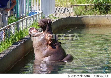 Hippopotamus waiting for meals 31036111
