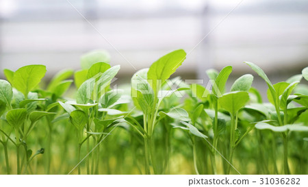 菜園 小芽苗 菜園 小芽苗 31036282