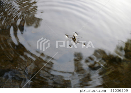 Ame弓在交配,當吃在池塘的表面 - 2時 Ame弓在交配,當吃在池塘的表面 - 2時 31036309