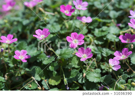 Erodium · Barrierville Erodium · Barrierville 31036390