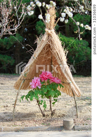 A cold peony 31036699