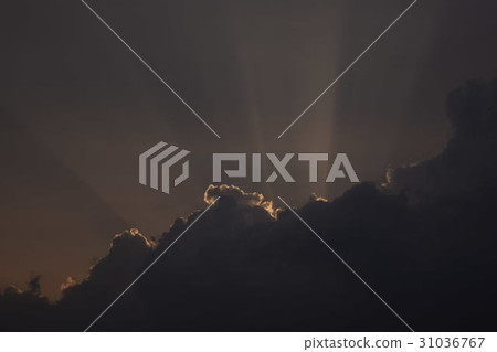 Angel's Straw 31036767