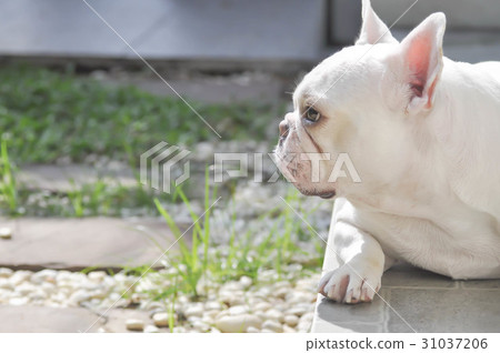 unaware French bulldog or white French bulldog unaware French bulldog or white French bulldog 31037206