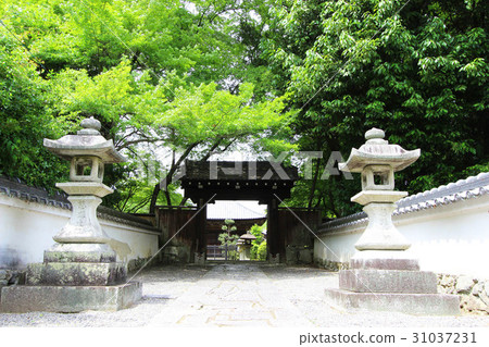 Charlotte Charlotte 31037231