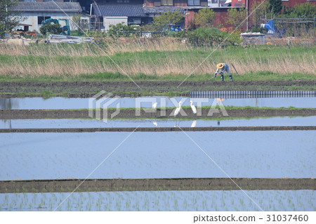 Shirasugi descending into the paddy field and a state of a man in farming Shirasugi descending into the paddy field and a state of a man in farming 31037460