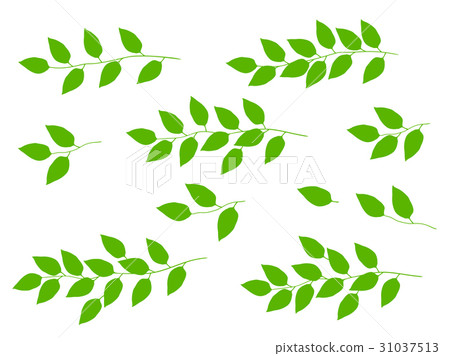 set of tree branches with green leaves 31037513