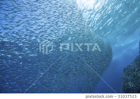 Ogasawara's sardine large group 31037523