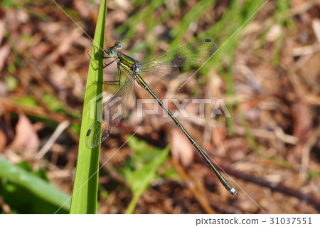 Blueberry moss (male) 31037551
