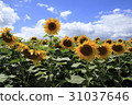 sunflower field in summer 31037646