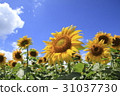Sunflower field in midsummer 31037730