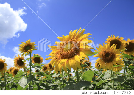 Sunflower field in midsummer 31037730