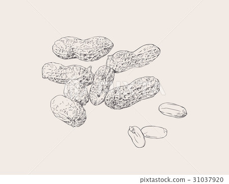 Peanut nut seed vector. Peanut nut seed vector. 31037920