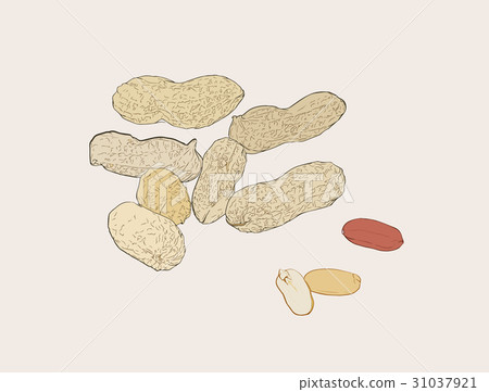 Peanut nut seed vector. Peanut nut seed vector. 31037921