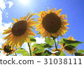 Midsummer Sunflower 31038111
