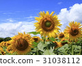 Sunflower field in midsummer 31038112