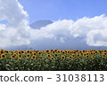 Sunflower field and Mt. Fuji 31038113