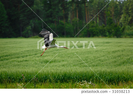 Stork flying on grass field 31038213