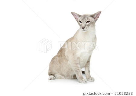 Beautiful oriental siam cat 31038288