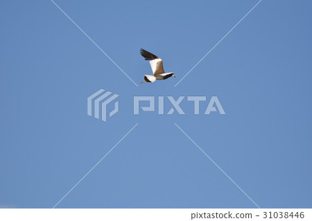 凱利 凱利 31038446