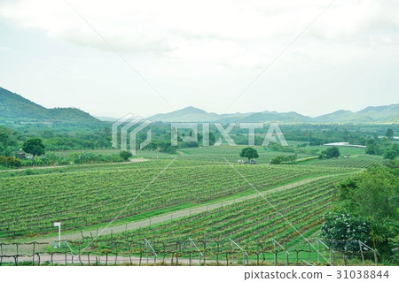 Vineyard of Hua Hin in Thailand (vineyards and vineyards in Hua Hin, Thailand) Vineyard of Hua Hin in Thailand (vineyards and vineyards in Hua Hin, Thailand) 31038844