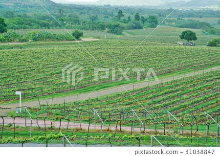 Vineyard in Thailand in the Kingdom of Thailand 31038847