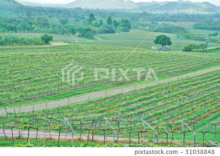 Vineyard of Hua Hin, Hua Hin, Fa Hin in Thailand 31038848