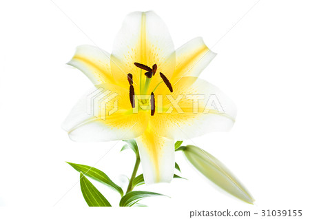 花圖畫書 31039155