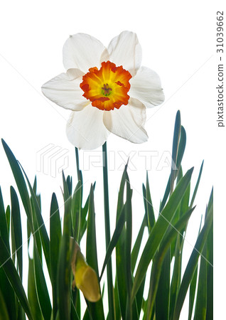 Flower picture book Flower picture book 31039662