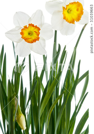 Flower picture book 31039663