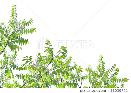 Niwulszi (garden lacquer) 31039721