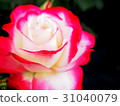 玫瑰 31040079