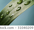 Close up Rain drops on a leaf 31040209
