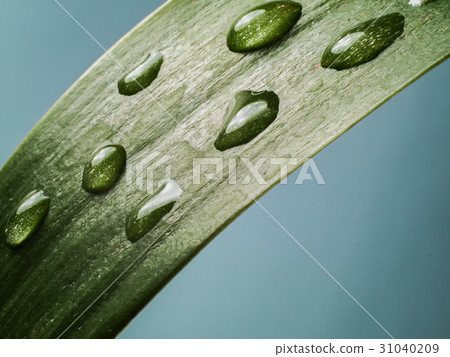 Close up Rain drops on a leaf Close up Rain drops on a leaf 31040209
