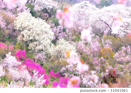 百花 百花 31041961