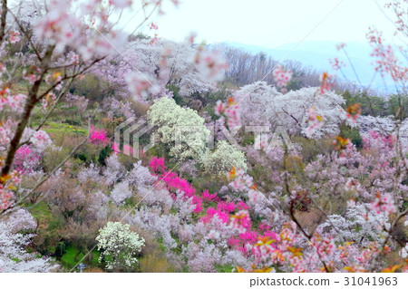 百花 百花 31041963