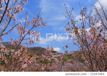 百花 31041964