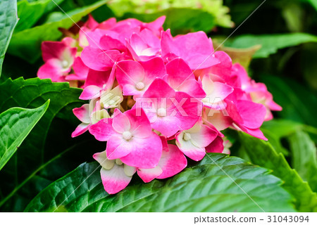 Taiwan, Yangmingshan, Takeko Lake, Flower season, Bronze flower, Flower plant, Flower sea 31043094
