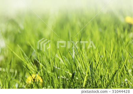 Fresh green spring grass 31044428