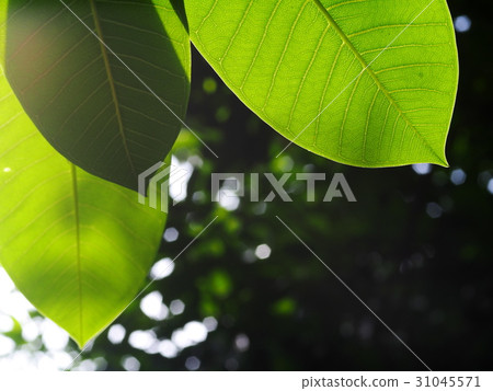 crop closeup selective focus PLUMERIA tree leaf crop closeup selective focus PLUMERIA tree leaf 31045571