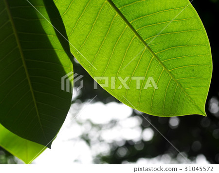 crop closeup selective focus PLUMERIA tree leaf 31045572