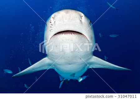 bull shark ready to attack in the blue ocean bull shark ready to attack in the blue ocean 31047011