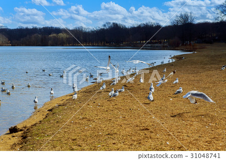 seagull flying over lake seagull flying over lake 31048741