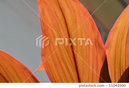 ti log plant in the garden 31048990