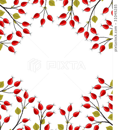 Vector rose hip Vector rose hip 31049285
