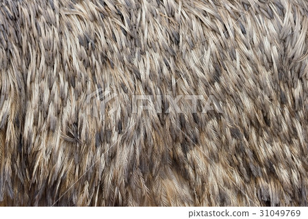 Feathers texture of a ostrich Feathers texture of a ostrich 31049769