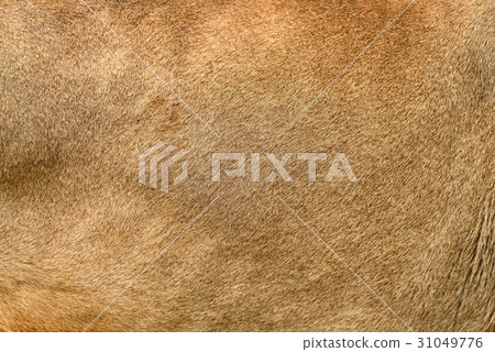 Real lion skin texture Real lion skin texture 31049776