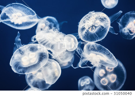 Large amount of jelly fish floating in water 31050040